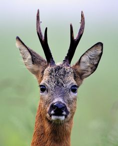 a close up of a deer with antlers on it's head, looking at the camera