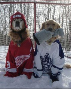 two dogs dressed up in hockey gear sitting next to each other on snow covered ground