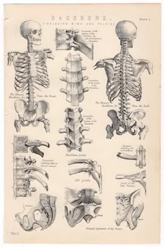 an old medical illustration shows the back and neck muscles