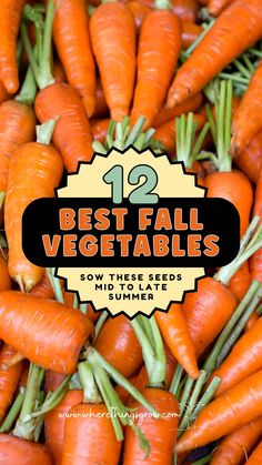 12 Best Fall Vegetables - Sow These Seeds Mid to Late Summer