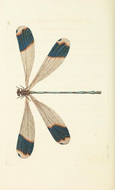 a drawing of a dragonfly with wings spread out, resting on its back legs