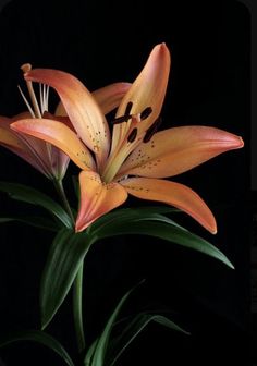 an orange flower with green leaves on a black background