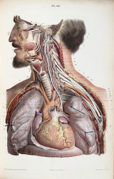 this is an illustration of the anatomy of the head and neck, including the circulators