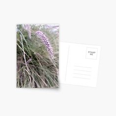 a postcard with an image of purple flowers and grass on the front, along with a white envelope that says stamp me