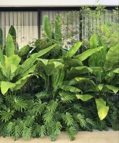 some very pretty green plants in front of a building