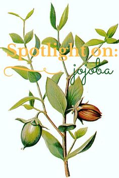 Jojoba is the perfect moisturizer for under sunscreen, and shelf-stable for years. Tons of cool facts about jojoba and how to use it (and pronounce it!).  #jojoba #naturalskincare Jojoba Plant, Botanical Prints Free, Jojoba Oil Benefits, Evergreen Bush, Botanical Illustrations, Plant Drawing, Botanical Drawings, Seed Pods, Organic Oil