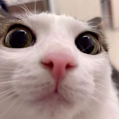 a close up of a cat looking at the camera