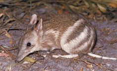 a small brown and white animal on the ground