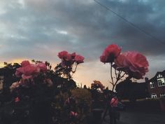 pink flowers are blooming in front of a cloudy sky