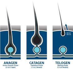 Stages Of Hair Growth, Telogen Effluvium, Hair Knowledge, Hair Theory, Skincare Science, Hair Facts