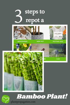 3 steps to repot a Bamboo Plant Bamboo Plant, Canning