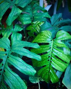 a green plant with lots of leaves on it's sides and some plants in the background