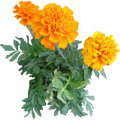 three orange and yellow flowers with green leaves