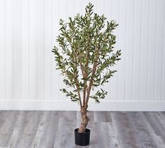 a small tree in a black pot on a wooden floor next to a white wall