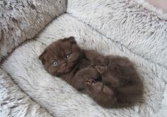 a small brown kitten laying on top of a fluffy white blanket with its paws in the air