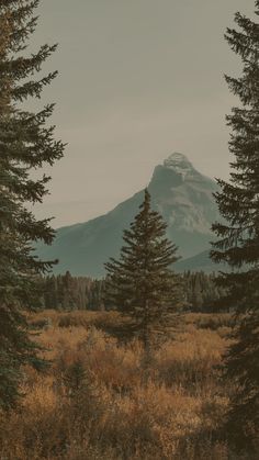 the mountain is in the distance behind some tall pine trees and brown grass on the ground