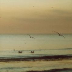 seagulls flying over the ocean at sunset with birds in the sky and on the water