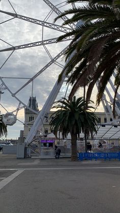 palm trees in front of a large ferris wheel