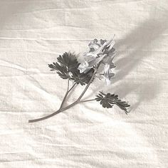 some flowers are laying on a white sheet