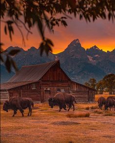 a herd of buffalo walking across a grass covered field next to a wooden barn with mountains in the background