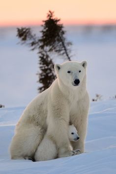 two polar bears sitting in the snow next to a small tree and one is looking at the camera