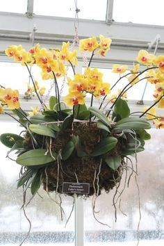 yellow orchids are growing in a hanging planter with moss and flowers on it