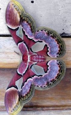 a colorful butterfly sitting on top of a wooden bench