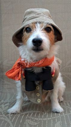 a small dog wearing a hat and scarf