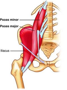 the muscles are shown in this diagram