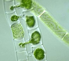 an animal cell is shown with green algaes on it's side and under the microscope glass