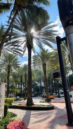 the palm trees are lined up on the sidewalk