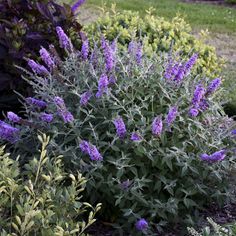 purple flowers are blooming in the garden