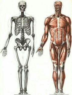 two different views of the human body, one showing muscles and the other showing bones