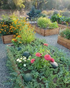 a garden filled with lots of different types of flowers