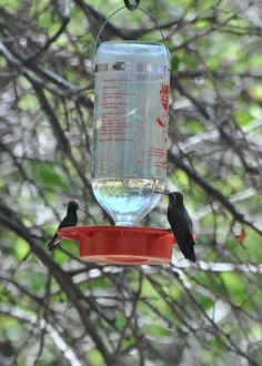 two birds sitting on a bird feeder in a tree, one is black and the other is red