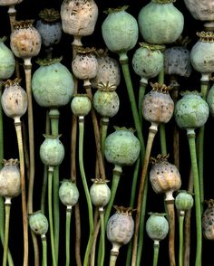 some very pretty looking plants with green stems