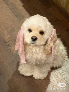 a small white dog with a pink ribbon around its neck sitting on the floor looking at the camera