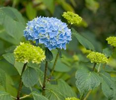 blue flowers with green leaves in the background