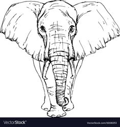 an elephant's head with tusks and ears drawn in black ink on white paper