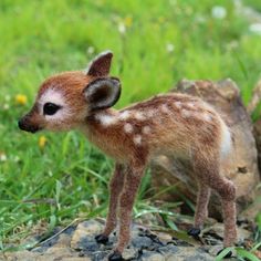 a small baby deer standing on top of a grass covered field next to a rock