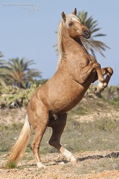 a brown horse standing on its hind legs in the desert with palm trees behind it