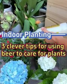 a person is working on some plants in the garden with text overlay that reads indoor planting 3 clever tips for using beer to care for plants