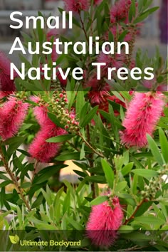 small australian native trees with text overlay