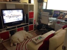 a white dog laying on the floor in front of a flat screen tv and entertainment center