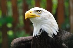 an eagle is looking at the camera while standing in front of some trees and bushes