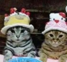 two cats wearing hats sitting at a table