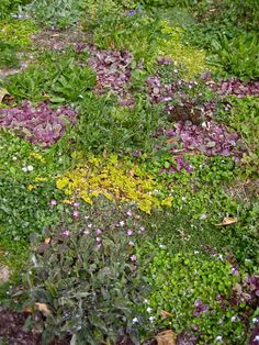 the ground is covered with various plants and flowers in different stages of blooming colors