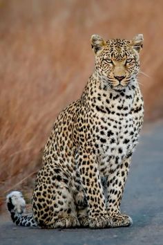 a large leopard sitting on the side of a road next to dry grass and weeds