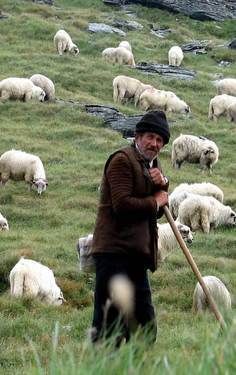 a man standing in front of a herd of sheep on top of a grass covered hillside