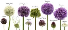 the different types of flowers are shown in this image, including alliuma and aster